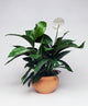 Peace Lily Plant
