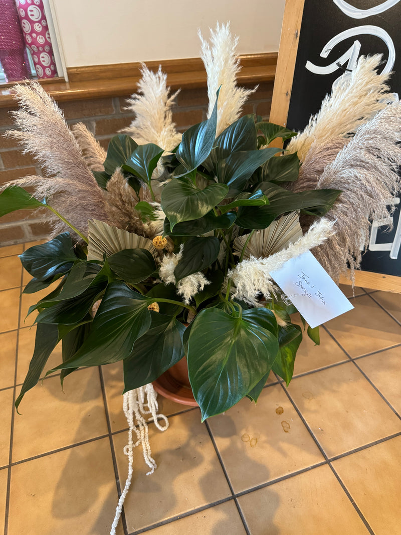 Lush Peace Lily