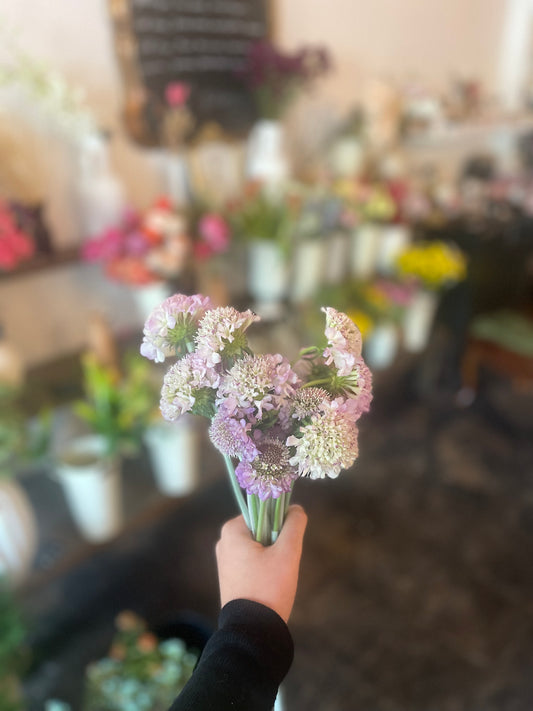 Scabiosa