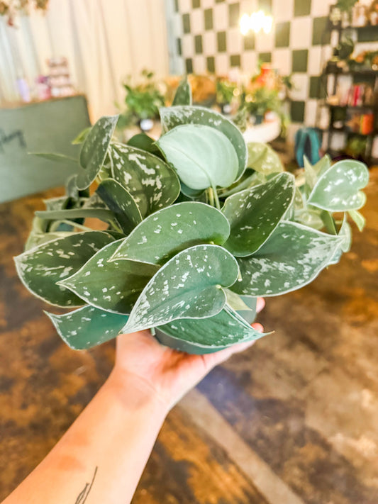 Satin Pothos Plant