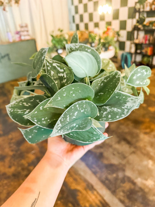 buy satin pothos Satin Pothos Plant – Sweet Peony Florals & Events